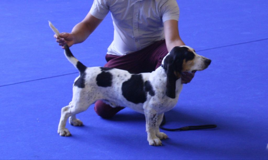 Des P'tites Tornades - championnat de France 2019